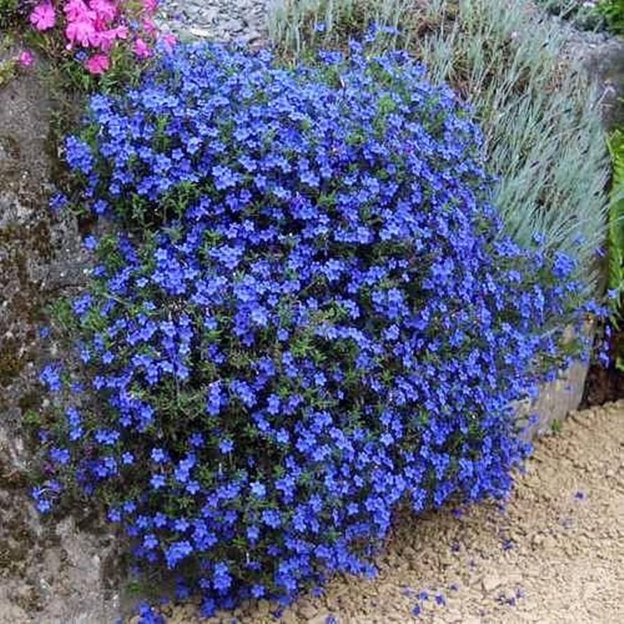 Dark Blue Aubrieta Flower Seeds for Planting
