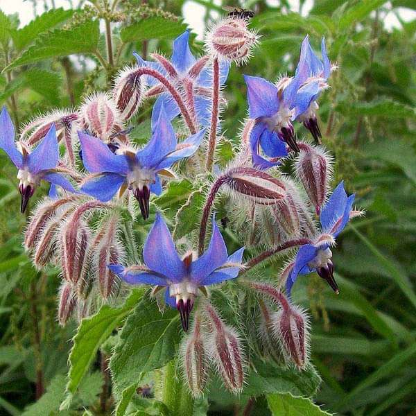 Easy to grow Borage seeds for vibrant blooms
