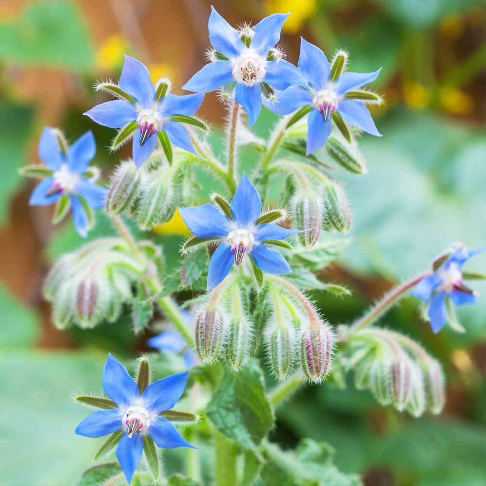 Dark blue Borage flower seeds for edible gardening
