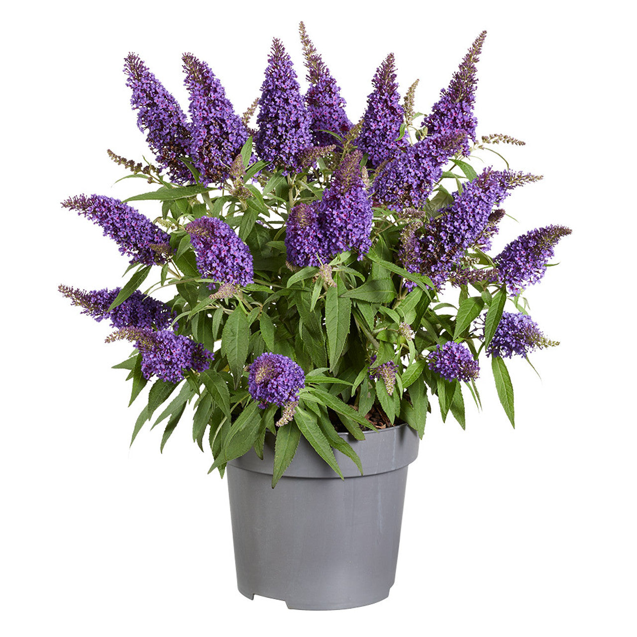 Dark Blue Buddleia Flower Seeds for Easy Planting