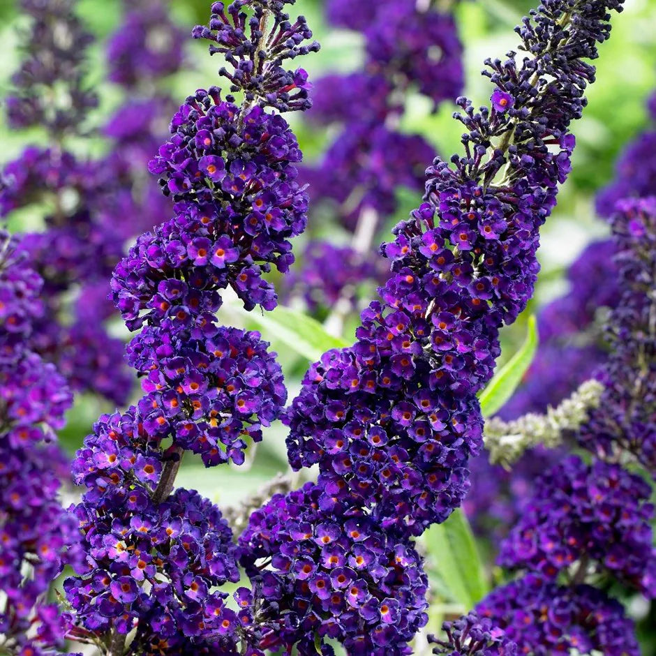 Dark Blue Buddleia Flower Seeds for Planting