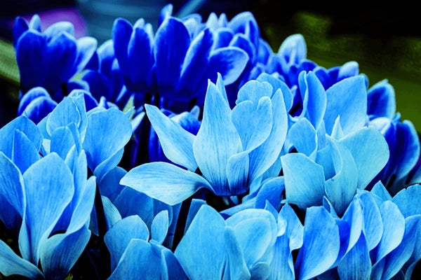 Dark Blue Cyclamen Flower Seeds for Planting