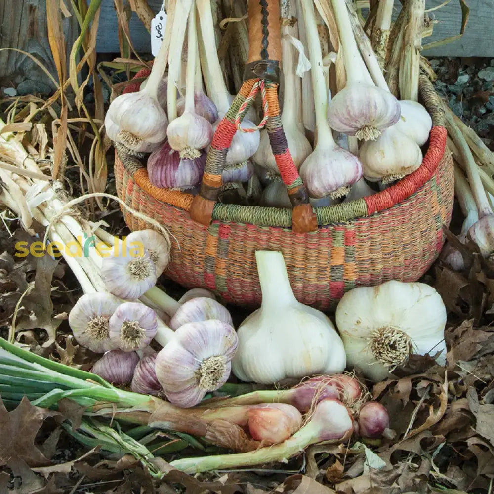 Dark Blue Garlic Seeds For Planting Vegetable Seeds