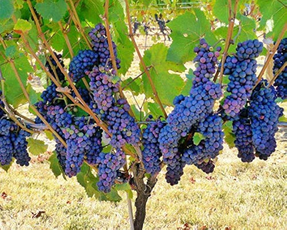 Dark Blue Grape Vine Growing in Garden, Healthy Vine with Clusters of Sweet Grapes