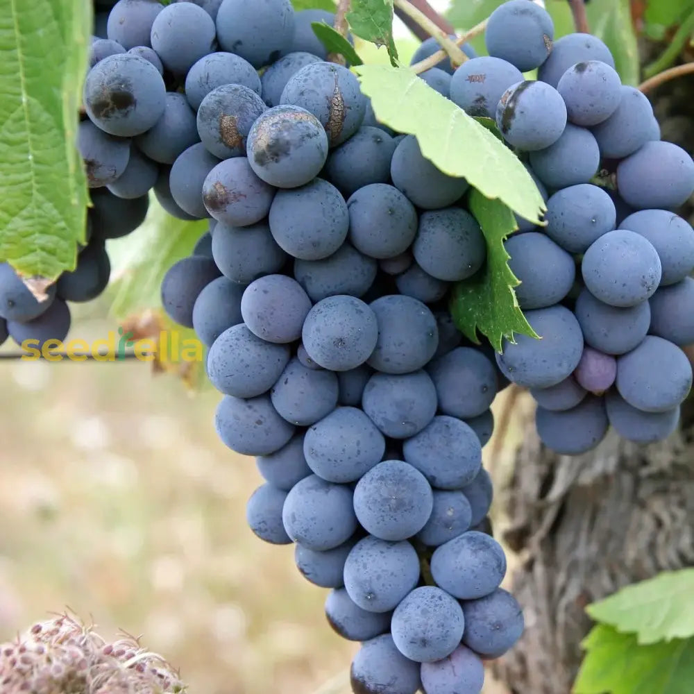 Dark Blue Grape Seeds For Planting - Grow Delicious Grapes In Your Space