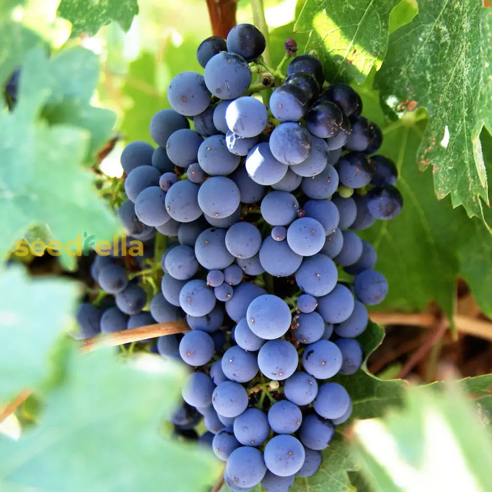 Dark Blue Grape Seeds For Planting - Grow Delicious Grapes In Your Space