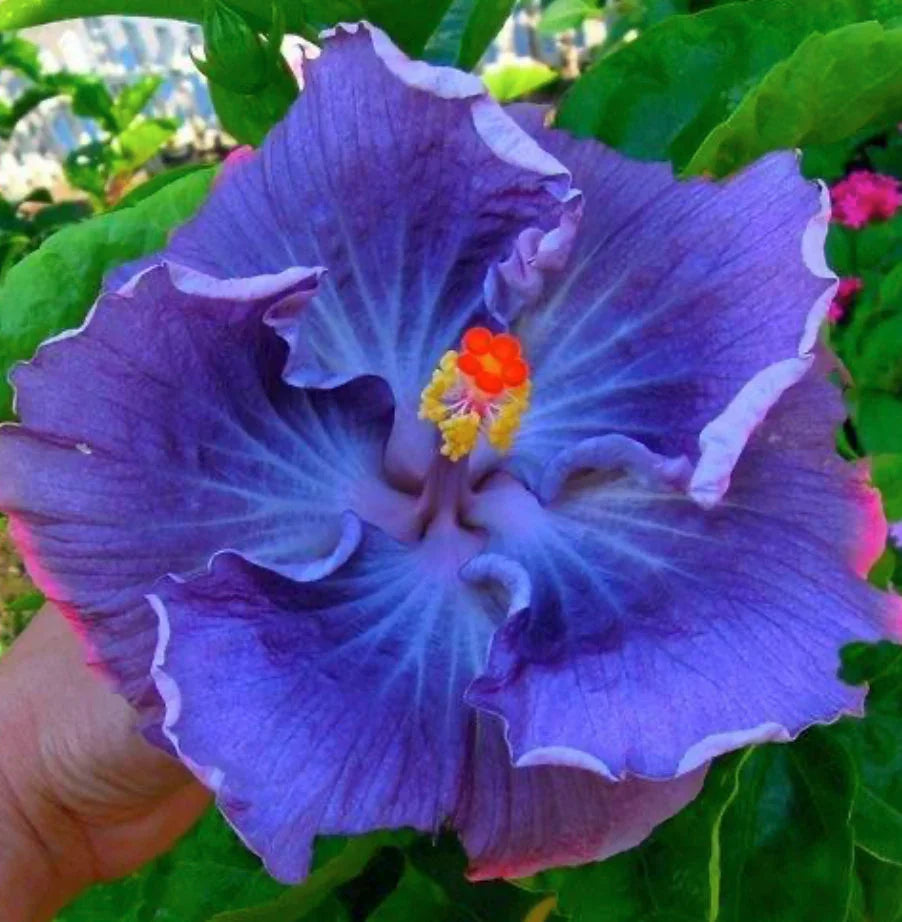 Dark Blue Hibiscus Flower Seeds for Planting