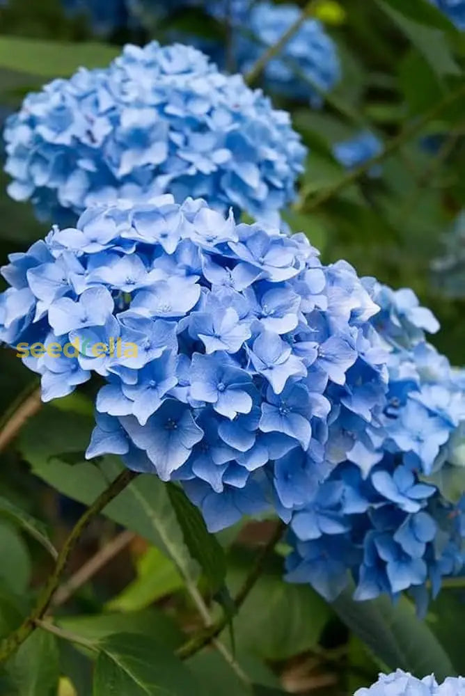 Dark Blue Hydrangea Seeds For Vibrant Flower Planting