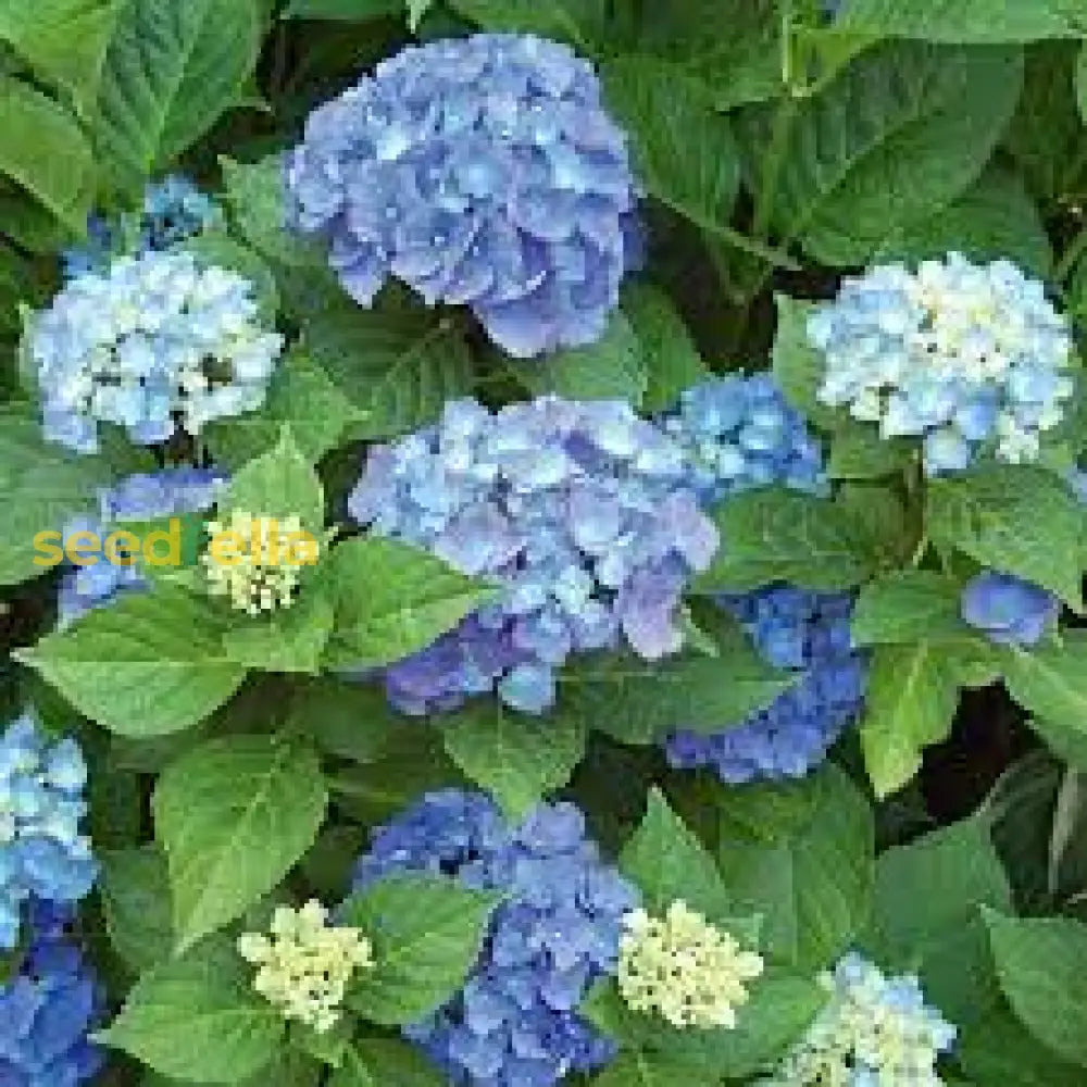 Dark Blue Hydrangea Seeds For Vibrant Flower Planting