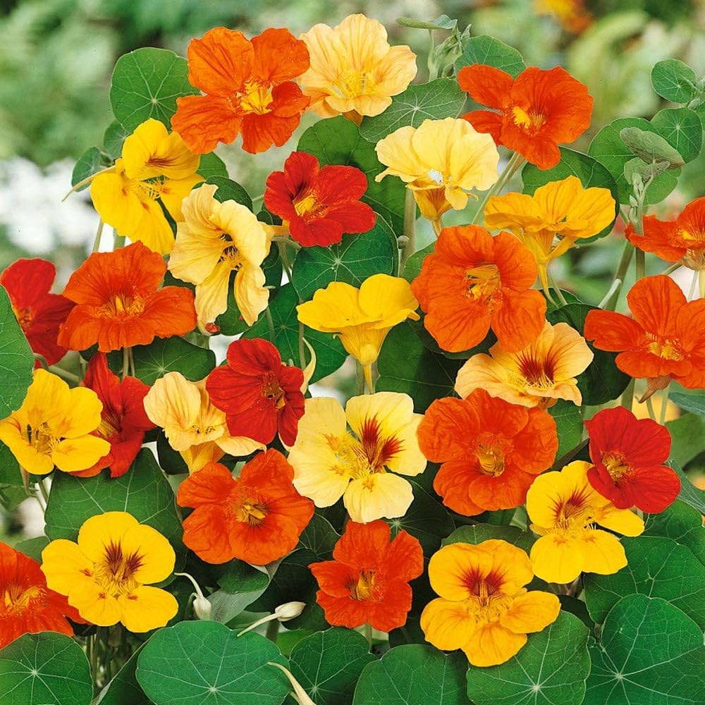 Dark Blue Nasturtium Flower Seeds for Planting