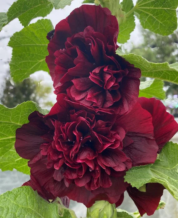 Close-up of Dark Brown Althaea Rosea flowers