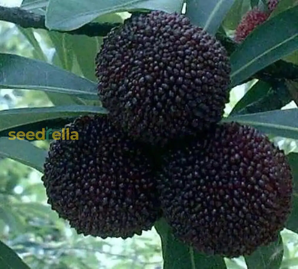 Dark Brown Arbutus Fruit Seeds - Perennial Garden Planting