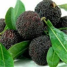 Dark brown Arbutus seeds for planting perennial evergreen trees