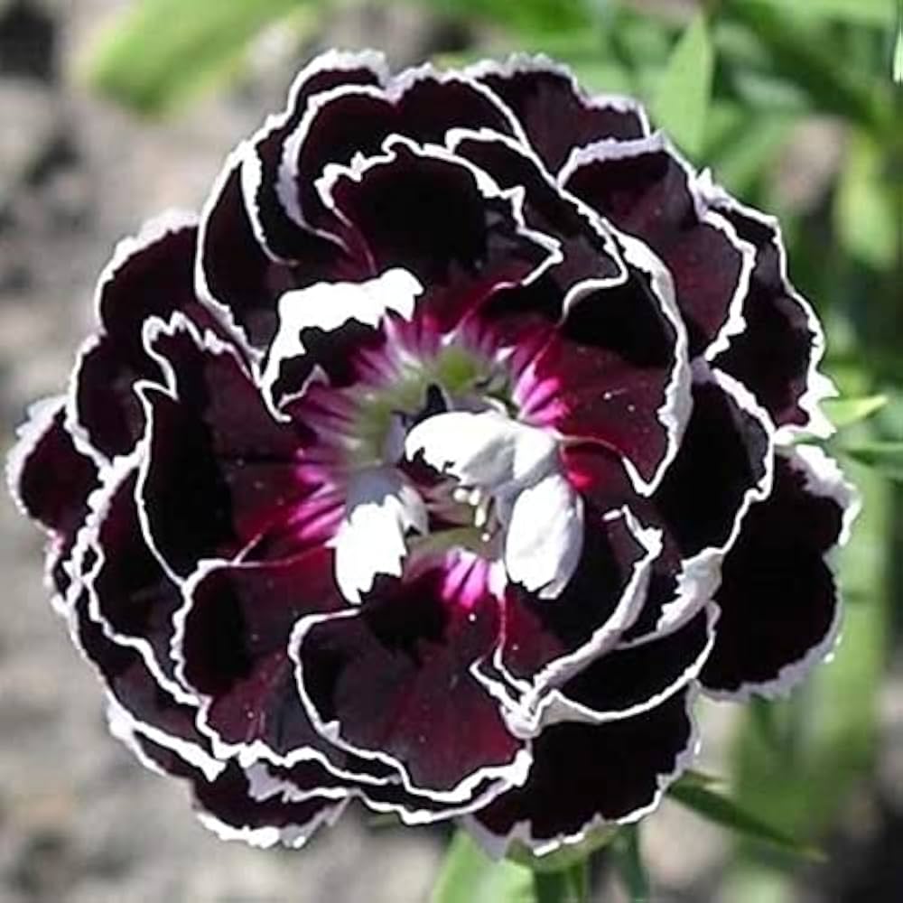 Dark Carnation Flower Seeds for Planting