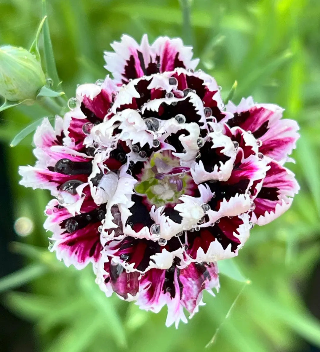 Dark Carnation Planting and Care Instructions