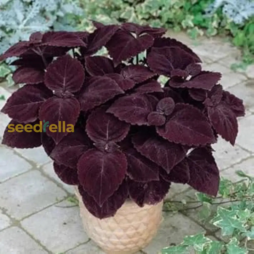 Dark Chocolate Coleus Seeds For Planting