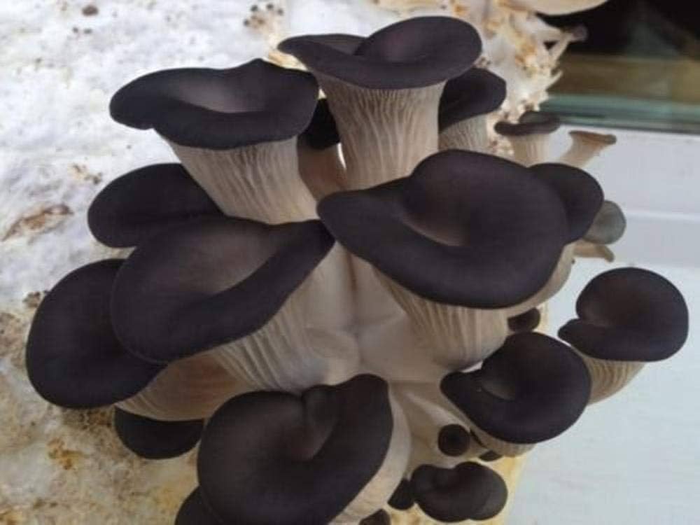 Freshly harvested black gourmet mushrooms