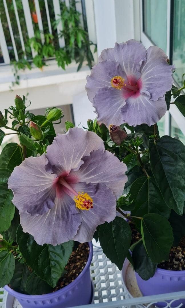 Dark Gray Hibiscus Flower Seeds for Planting