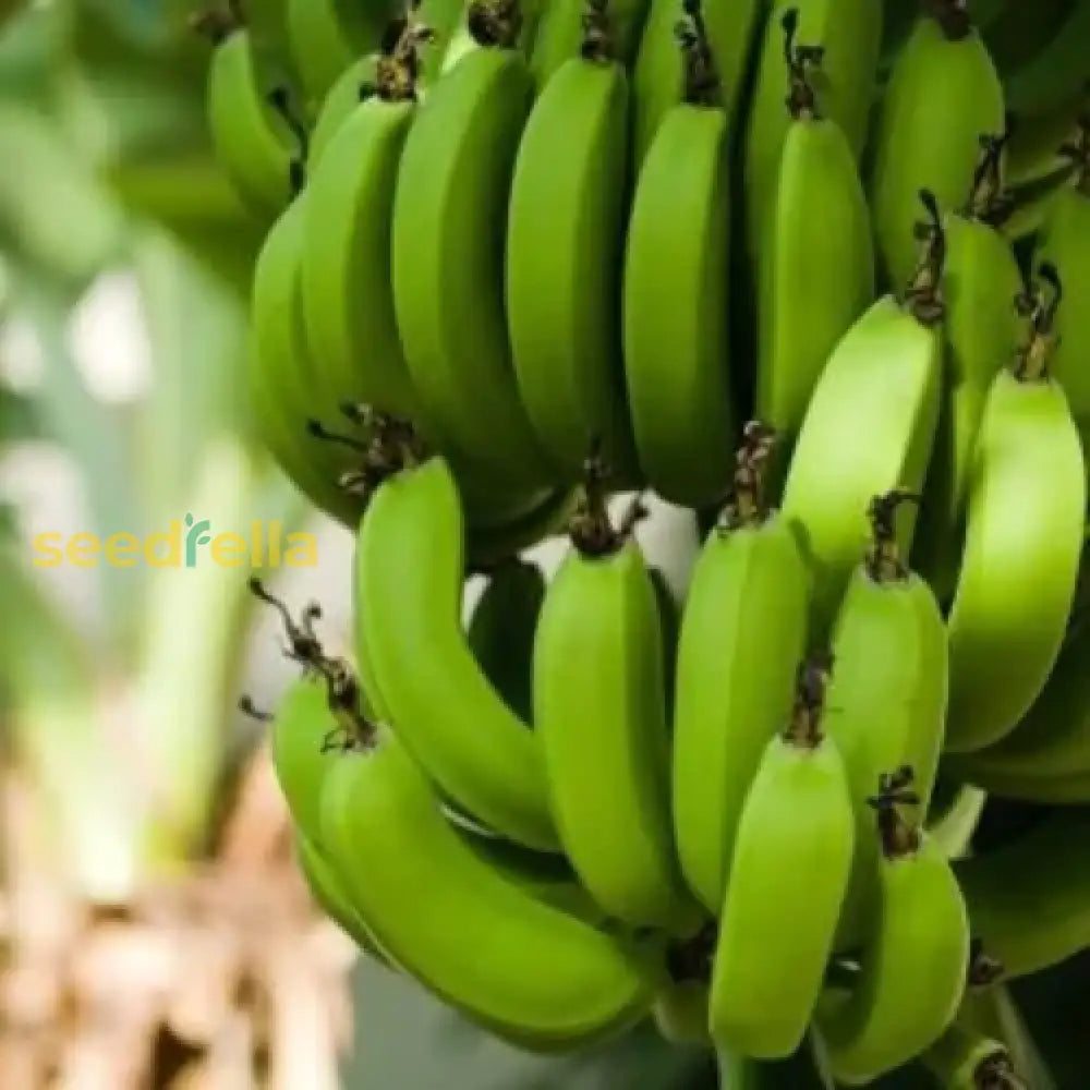 Dark Green Banana Fruit Seeds For Planting - Grow Your Own Tropical Bananas