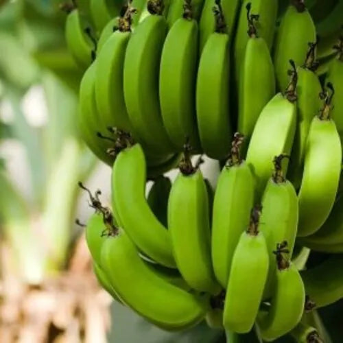 Dark green banana seeds for planting tropical home garden variety