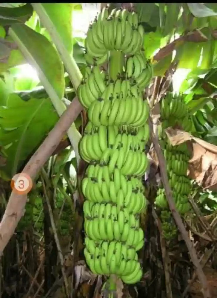 Dark green banana seeds for planting tropical banana plants