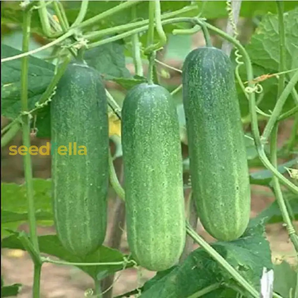 Dark Green Cucumber Seeds For Planting - Premium Vegetable Seeds