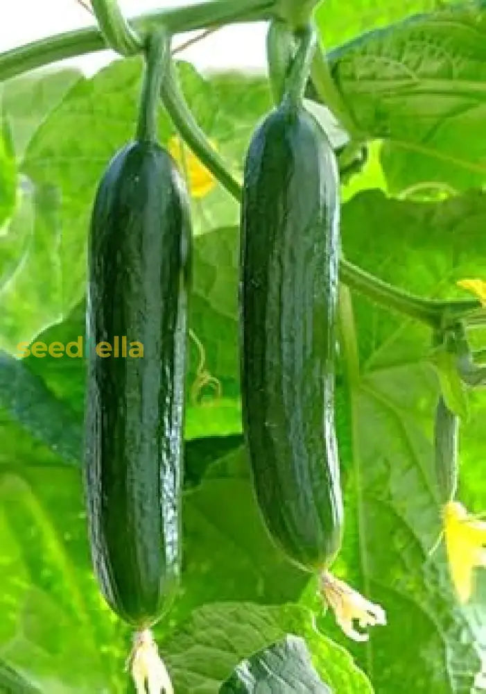 Dark green cucumber seeds for planting in home gardens