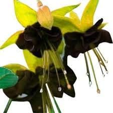 Dark Green Fuchsia Flower Seeds for Planting