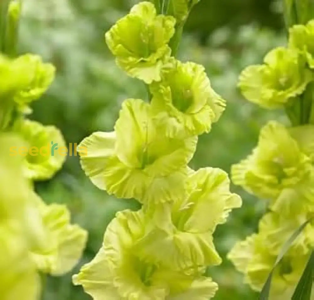 Dark Green Gladiolus Flower Seeds For Planting - Stunning Garden Blooms