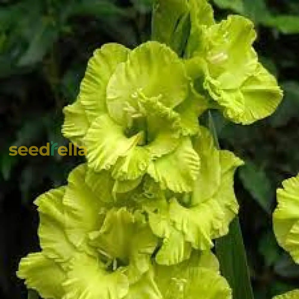 Dark Green Gladiolus Flower Seeds For Planting - Stunning Garden Blooms