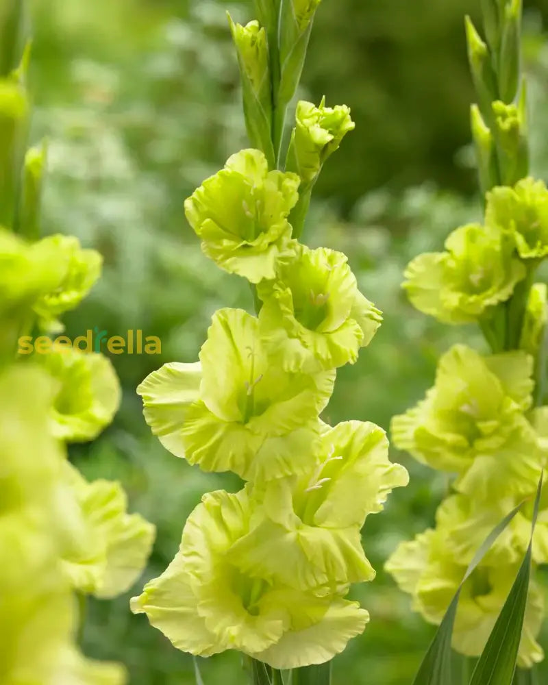 Dark Green Gladiolus Flower Seeds For Planting - Stunning Garden Blooms