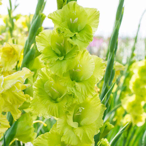 Dark Green Gladiolus Flower Seeds