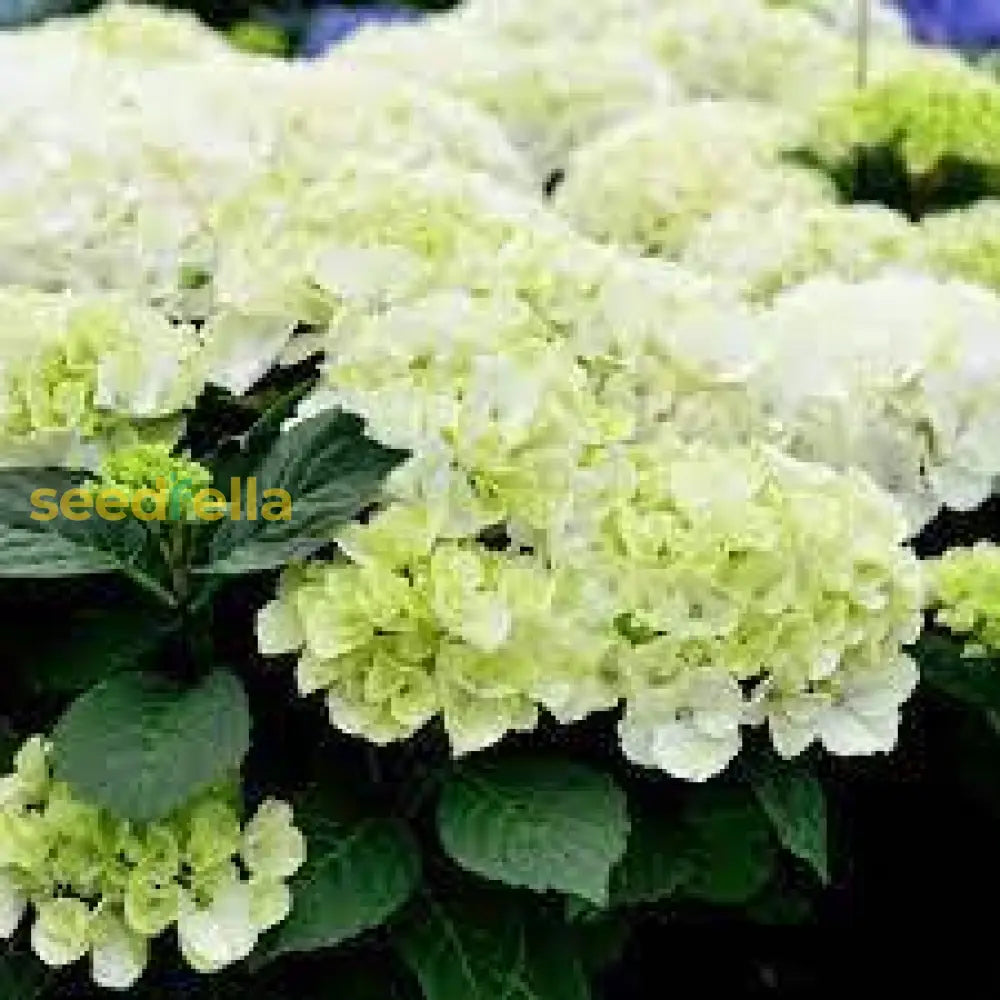 Dark Green Hydrangea Flower Seeds For Planting