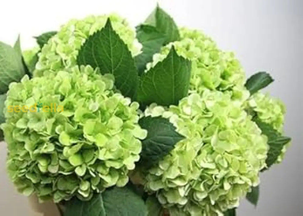 Dark Green Hydrangea Flower Seeds For Planting