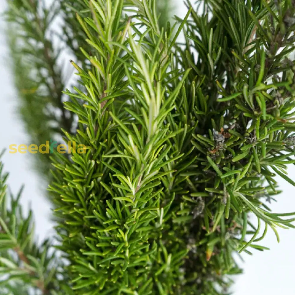 Dark Green Rosemary Seeds For Planting - Premium Culinary Herb