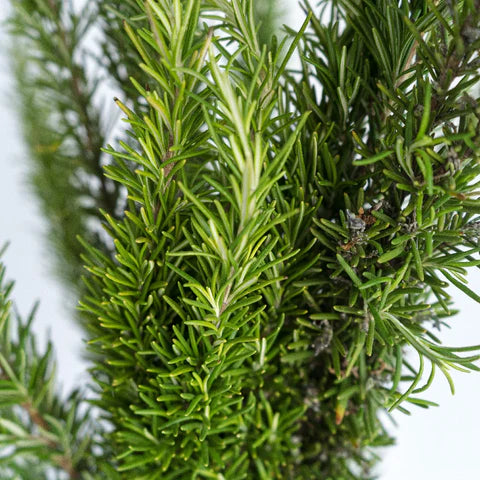 Dark Green Rosemary Seeds for Easy Garden Planting