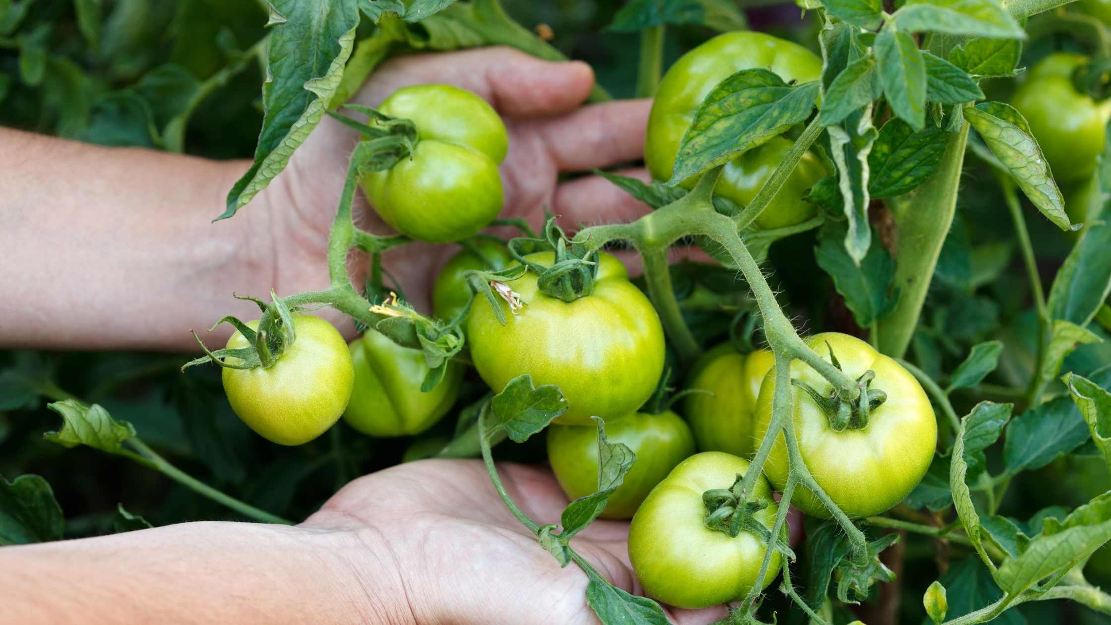 Planting guide for dark green tomato seeds