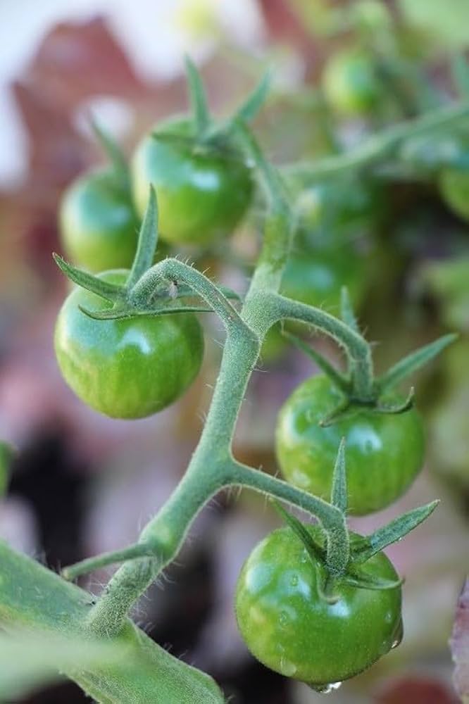 Healthy dark green tomato plants in full sun