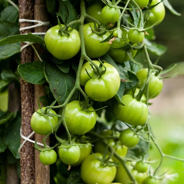 Dark green tomato seeds for planting