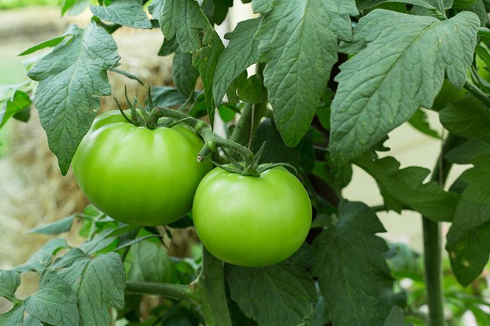 Non-GMO dark green tomato seeds for planting
