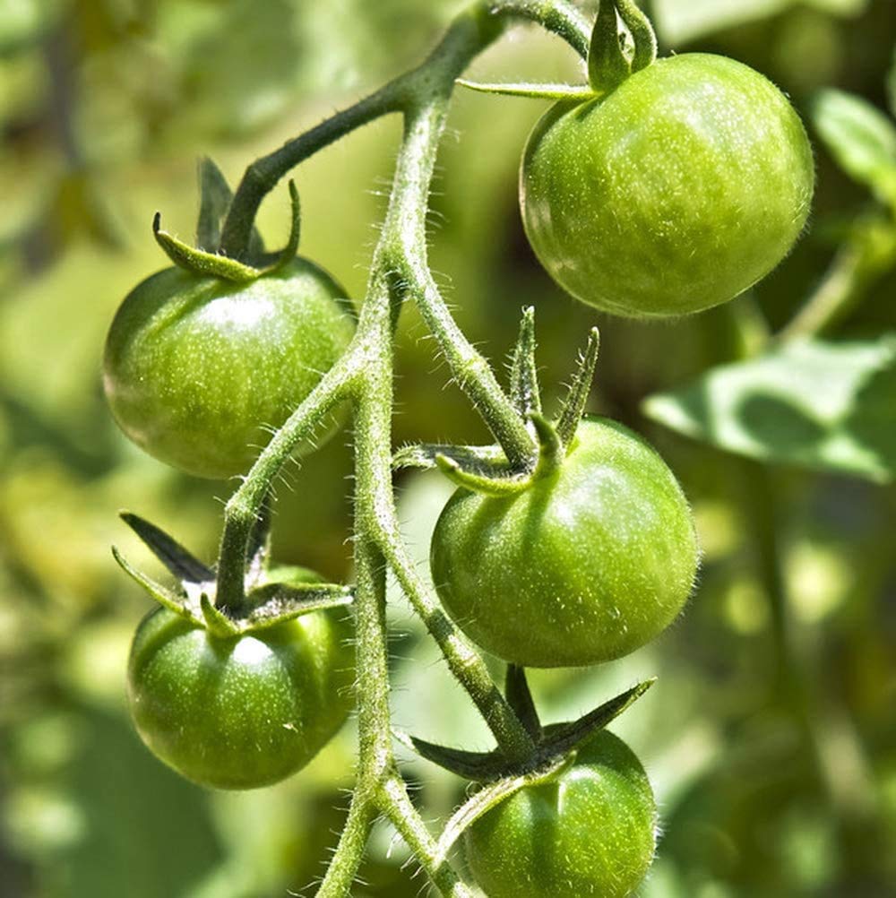 Dark green tomato plants supported with garden stakes
