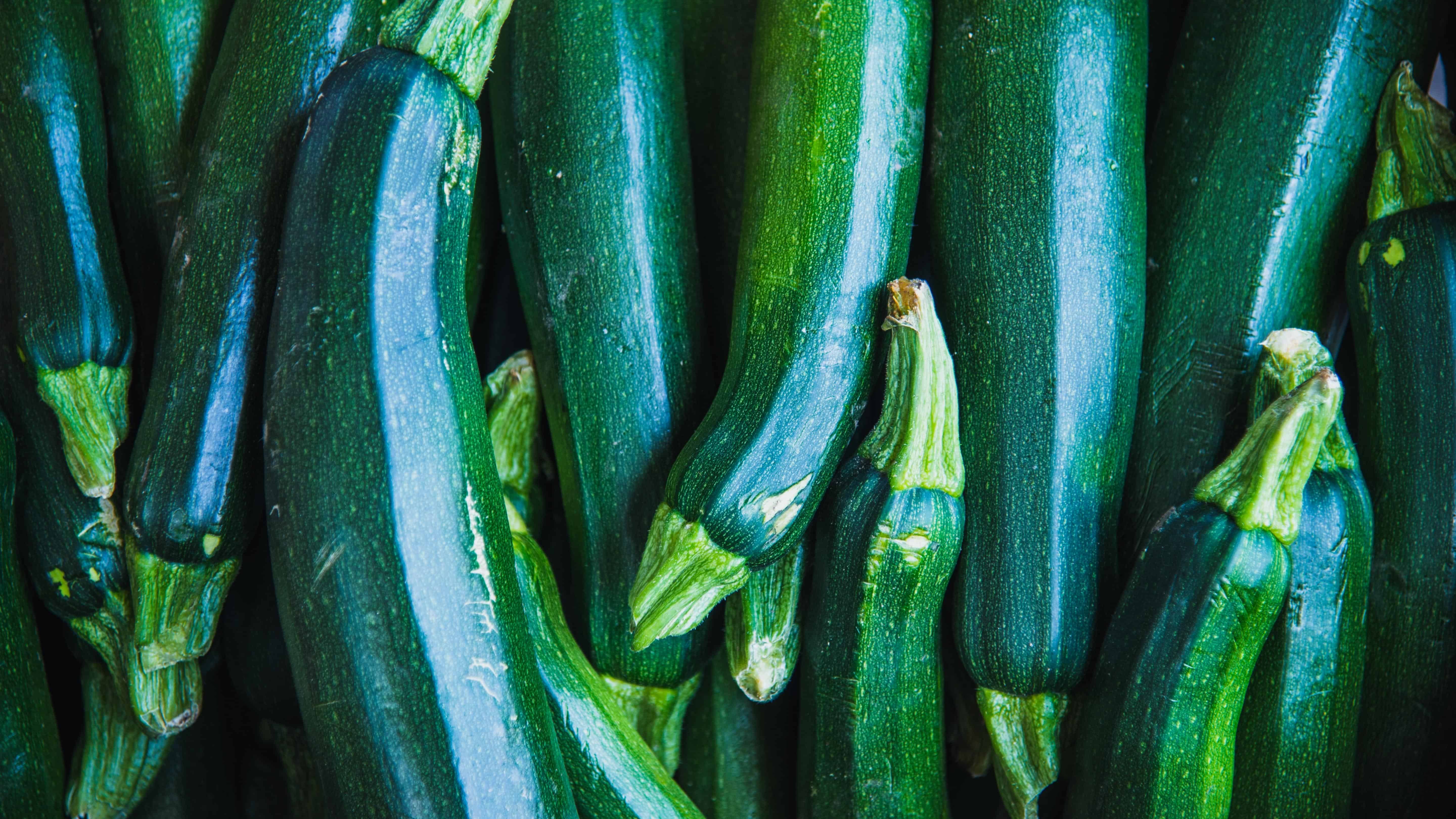 Dark Green Zucchini plants growing in garden