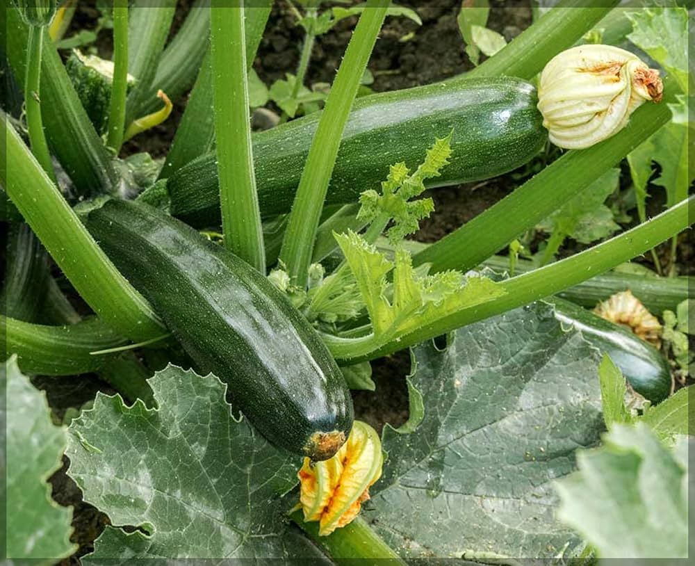 Dark Green Zucchini seeds for planting