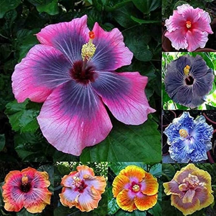 Closeup of Black Hibiscus Flower