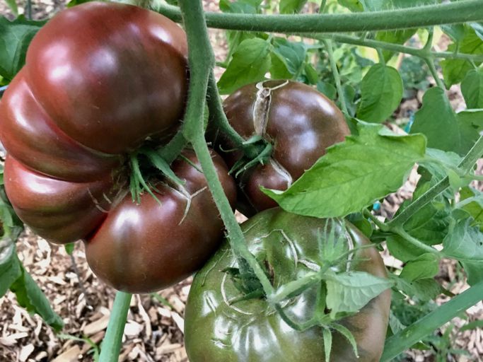 Planting guide for dark maroon tomato seeds