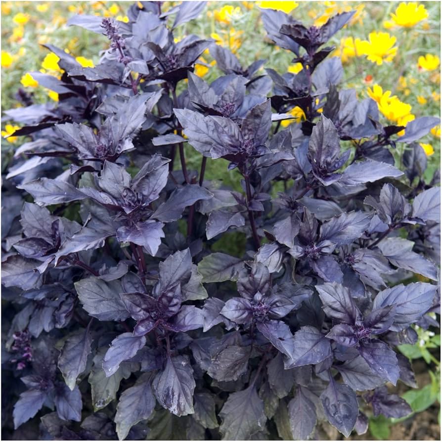 Pink Basil Dark Opal Basil Seeds – Ocimum basilicum Purple Ruffled Herb Variety