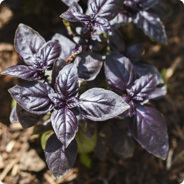 Dark Purple Opal Basil seeds with detailed planting and growing guide