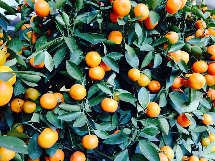 Dark Orange Fruit Tree Growing in Garden, Healthy Tree with Vibrant Orange Fruits