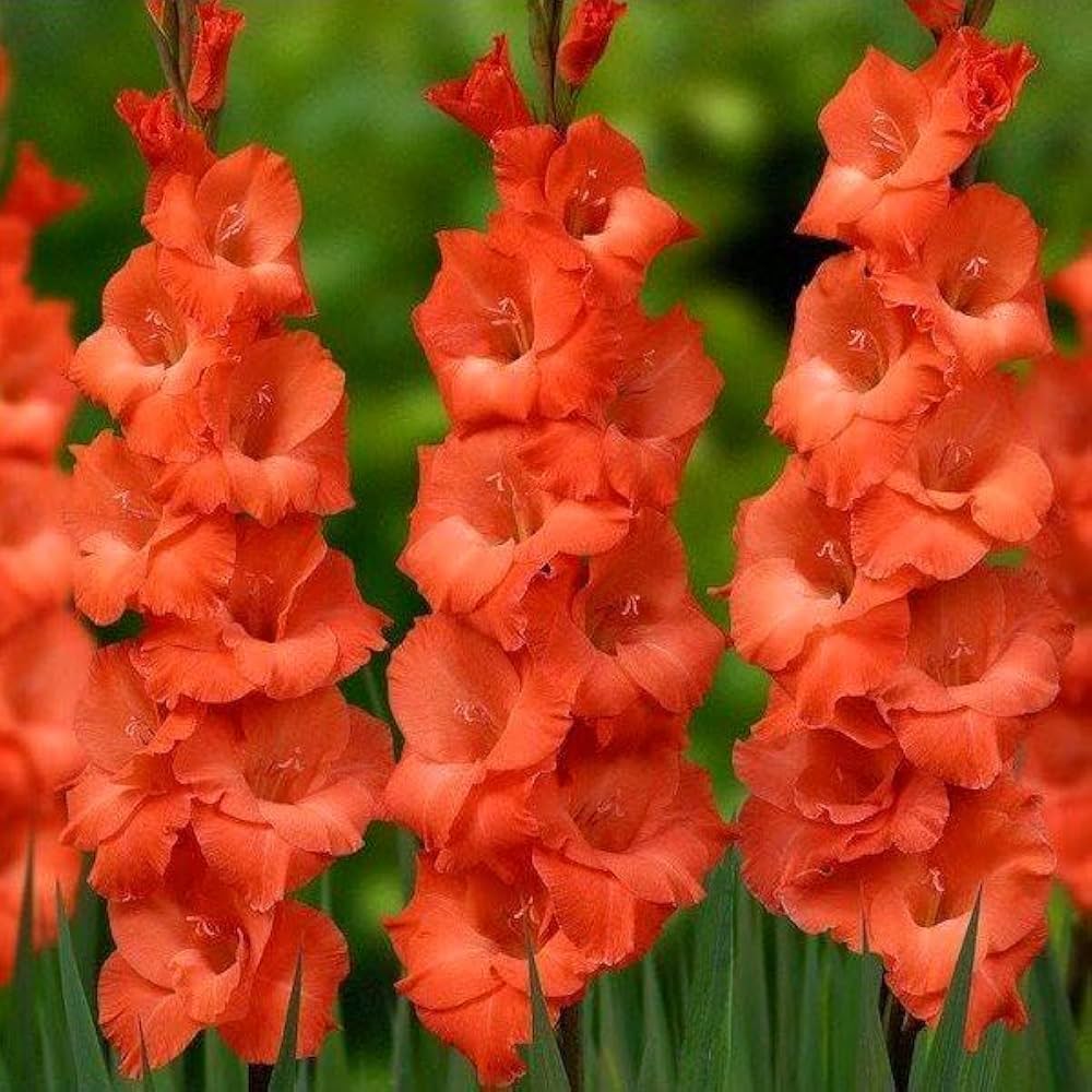 Dark Orange Gladiolus Flower Seeds for Planting