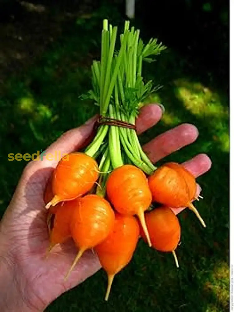 Dark Orange Radish Vegetable Seeds For Flavorful And Nutritious Planting